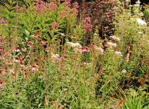 Okrasne trave, bambusi, praproti in palme