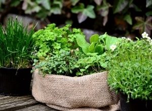 Dišavnice in zelišča