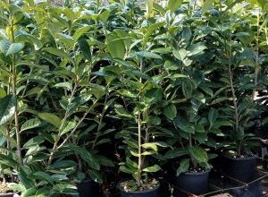 Žive meje in rastlinske pregrade